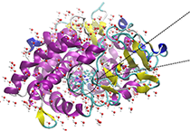 2009年5月南宫28加入了上海国际卵白质及多肽工业展览会