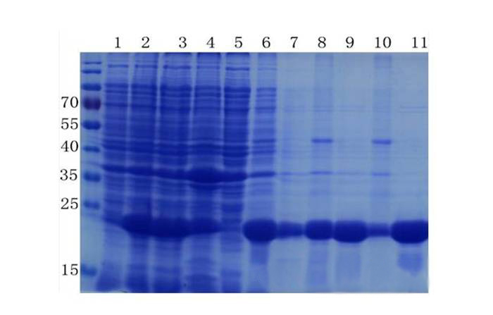 卵白质提取与纯化技巧——南宫28生物医药