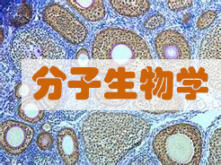 分子生物学效劳
