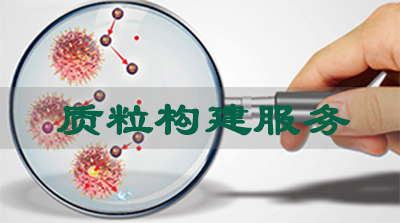 南宫28质粒构建效劳