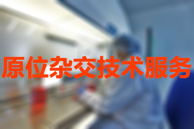 原位杂交手艺的分类有哪些？