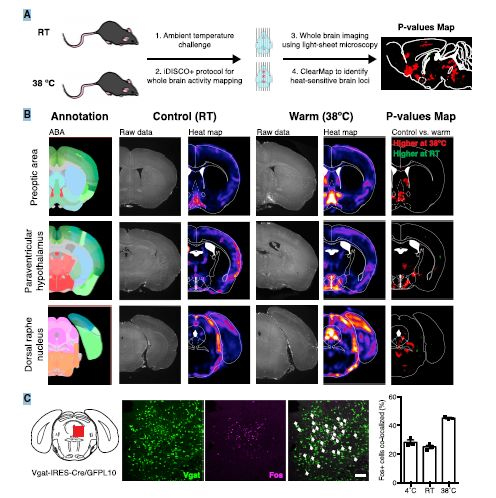 iDISCO+要领对小鼠的大脑举行荧光染色全脑成像