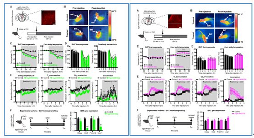 对神经元的激活会镌汰棕色脂肪产能，镌汰身体活动，从而抑制能量的消耗；相反，抑制神经元会提高能量的消耗。