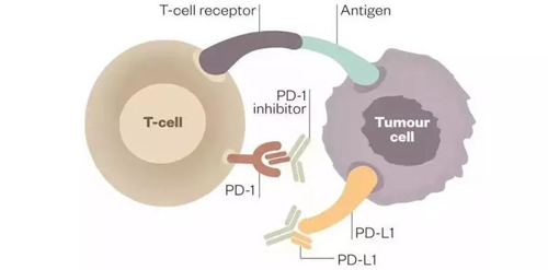 PD-1/PD-L1抗体可以与PD-1受体或PD-L1受体配体连系