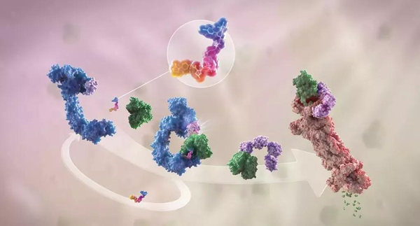 卵白降解剂（多色）连系了1个靶卵白（绿色）和1个E3泛素毗连酶（蓝色），驱动基于卵白酶体（橙色）的靶卵白泛素化（紫色）和降解。