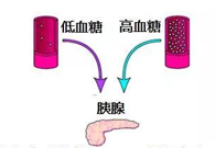 调理血糖稳态，GK负重前行