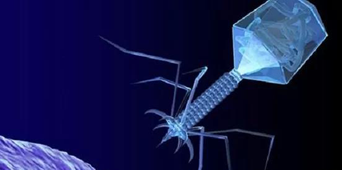 噬菌体疗法、溶瘤病毒，以及构建细胞表达载体的病毒转染因子等都体现出病毒对人类善良温顺的一面