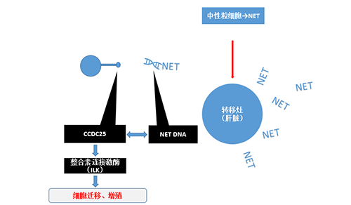 除了纯粹的捕获，NET DNA与CCDC-25的连系还增强了癌细胞的侵袭行为，增进了癌症的肝转移。