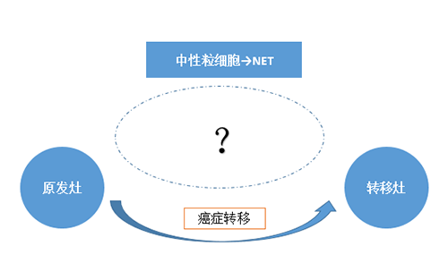 NET可能会通过某些方法“捕获”或“叫醒”癌细胞，从而造成癌细胞的迁徙。