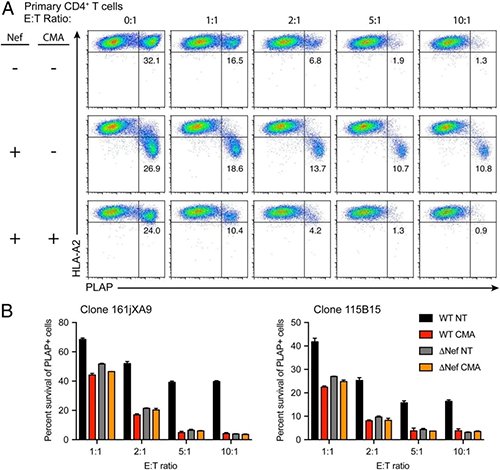 CMA与Nef的基因删除相比可提高CTL介导的HIV熏染细胞的扫除