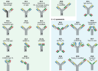 【云回首】理论、规则、实践，三位一体解说双抗的生物剖析