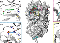 【Nature子刊】国际团队联协实力，加速基于COVID-19结构的药物设计！