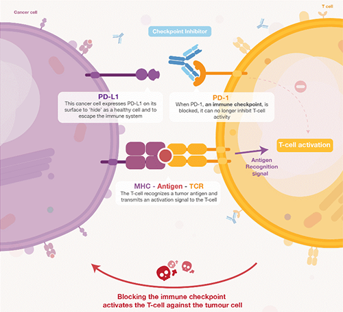 饿了吗？饿一饿原来可以辅助PD-1抑制剂肿瘤免疫治疗 