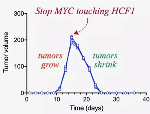 可以“融化”肿瘤的卵白质，你一定没有听说过！
