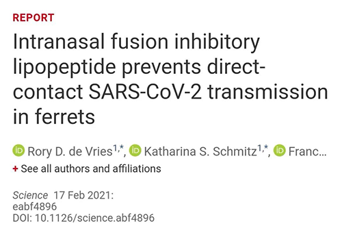 Science速递|鼻喷雾剂可阻止新冠肺炎撒播，在雪貂实验中已初获效果