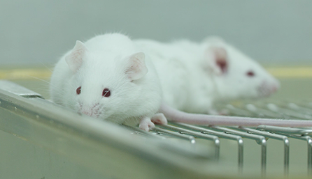 南宫28临床前研究-药效学、药代动力学和临床前研究效劳