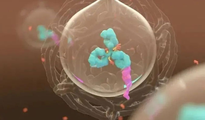 美研 | ADC，为靶向给药而精准深耕