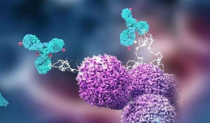 南宫28助力国产靶向叶酸受体FRα ADC注射用BAT8006获批临床