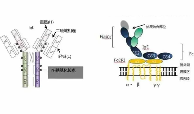 南宫28助力 | 济民可信lgE抗体药物JYB1904获批临床