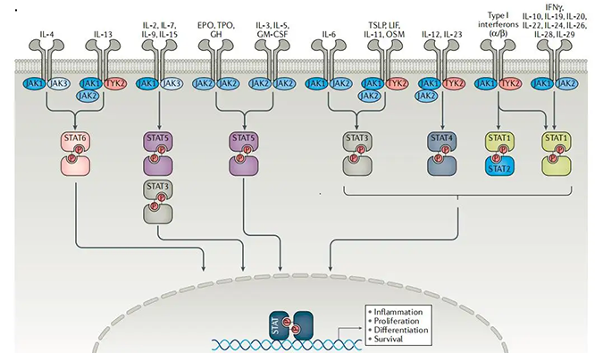 精准建模，掌握解开自身免疫性疾病治疗研究的钥匙