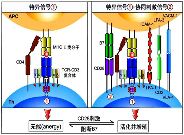 南宫28助力 | 海内CD19×CD3×CD28三特异性抗体获FDA默示允许