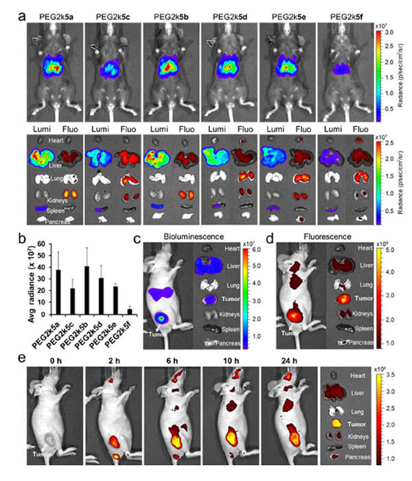 递送和NIR影像，Luc mRNA; Ⅳ and intra-tumoral.jpg