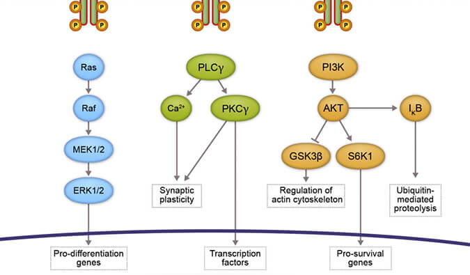 南宫28助力 | 睿跃生物1类新药 TRK降解剂CG001419获批临床