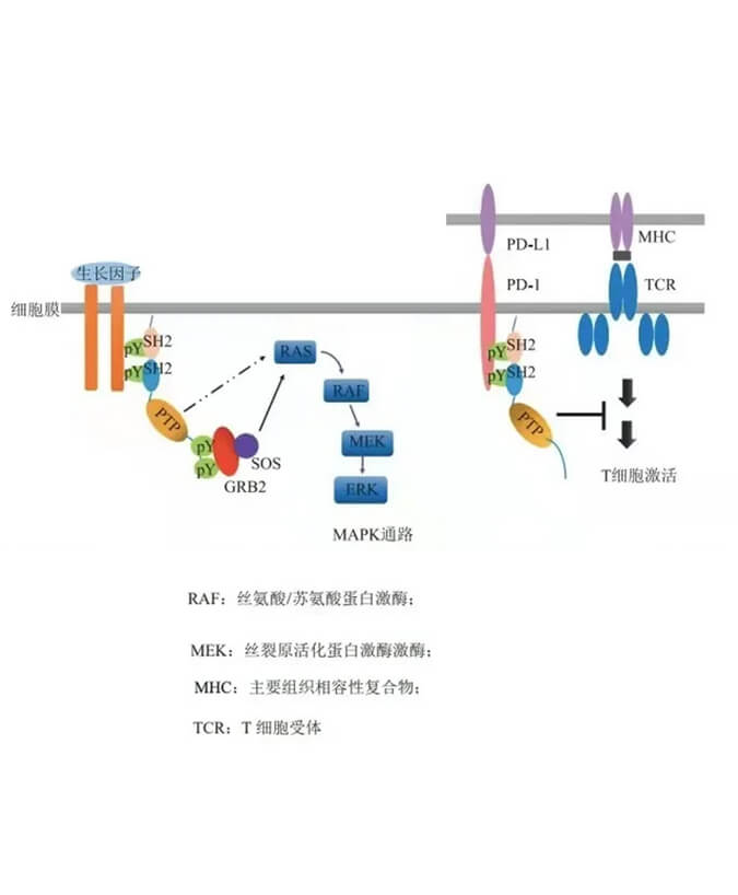 南宫28助力凌达生物SHP2变构抑制剂RG001片获批临床.jpg