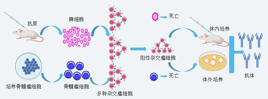 南宫28抗体开发手艺