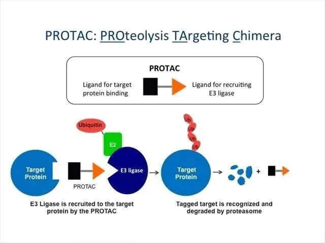 卵白质降解靶向嵌合体-PROTAC.jpg