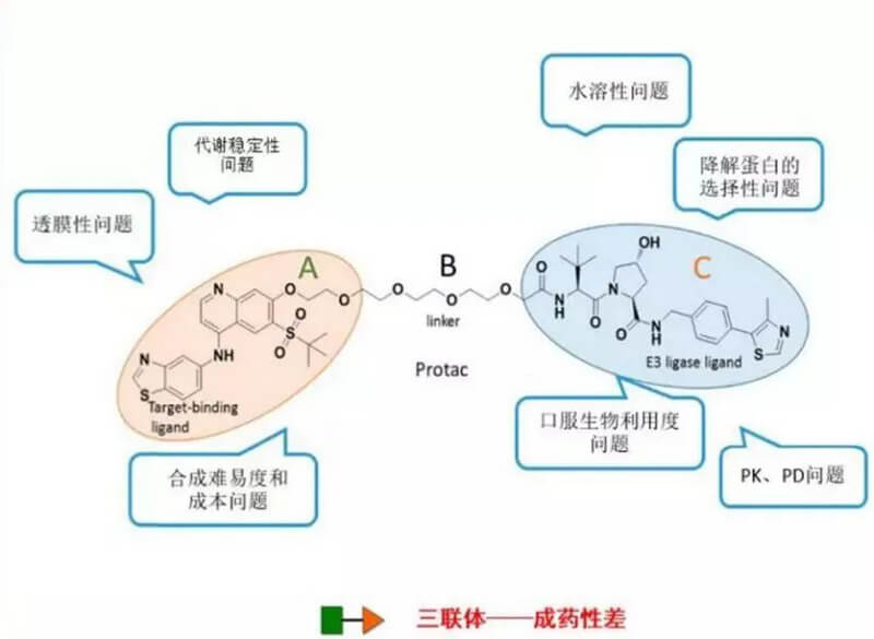 PROTAC分子量较大，消融性较差.jpg