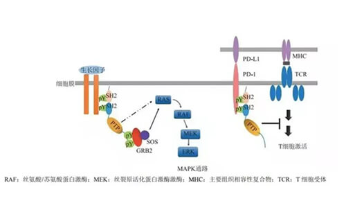 南宫28助力凌达生物SHP2变构抑制剂RG001片获批临床.jpg
