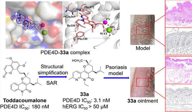 发明用于局部治疗牛皮癣的新型PDE4抑制剂，小鼠、大鼠和人肝微粒体的代谢稳固性实验通过南宫28测定