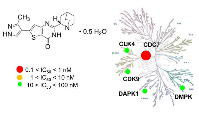 TAK-931是一种高特异性CDC7抑制剂，具有抗肿瘤功效，本研究中体内药效实验通过南宫28举行