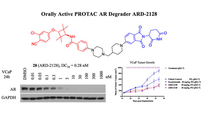 ARD-2128是一种PROTAC AR降解剂，具有精彩的血浆和微粒体稳固性，本研究中体外稳固性和PK研究通过南宫28举行