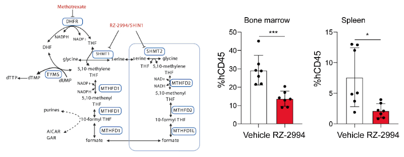 研究职员使用RZ-2994来表征抑制SHMT1/2在T细胞急性淋巴细胞白血病 (T-ALL) 中的作用，RZ-2994通过南宫28定制合成