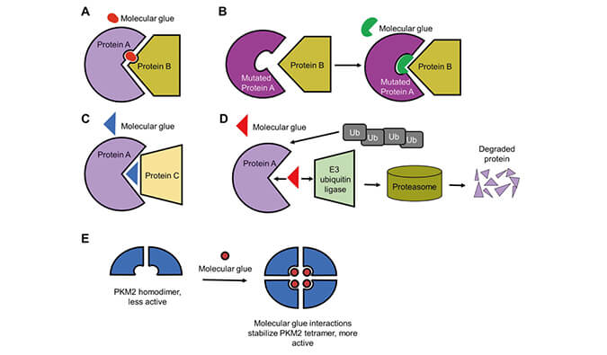 靶向卵白降解系列（三）：分子胶，挑战不可成药