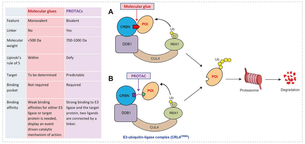 3-通过泛素-(Ub)-卵白酶系一切降解目的卵白-(POI)-示意图：分子胶(A)；PROTAC-(B).jpg