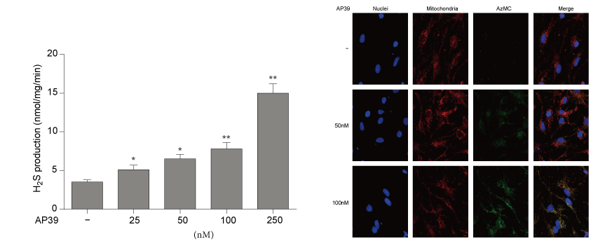 AP39是一种新合成的线粒体靶向的H2S供体，本研究中AP39通过南宫28设计和合成