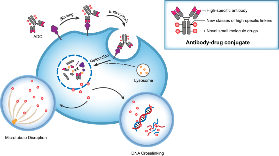 南宫28助力 | 华奥泰靶向CD73的ADC在美国获批临床