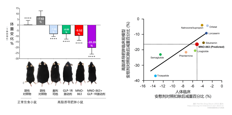 4周降低近10%体重！南宫28助力慕恩生物MNO-863活菌生物药获批临床