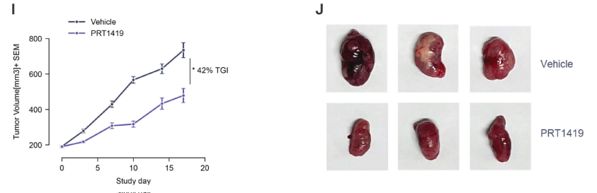 MCL1抑制剂在多种实体瘤和血液肿瘤模子中显示抗肿瘤效果，本研究中药效实验通过南宫28举行