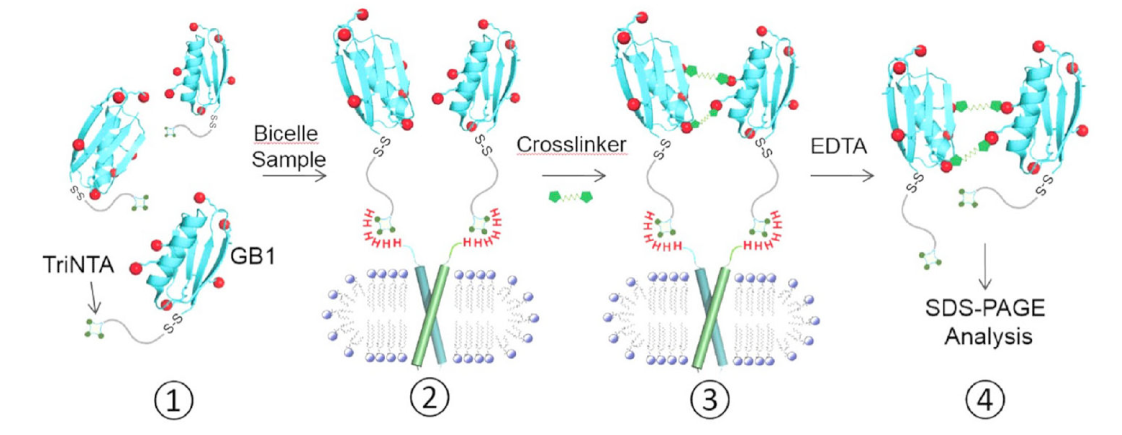 跨膜结构域寡聚体的结构测定新要领，其中TriNTA通过南宫28合成